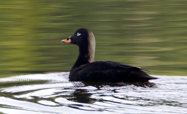 Gåta 12, facit, svärta, hane, b.jpg Gåta 12, facit, svärta, hane, b.jpg