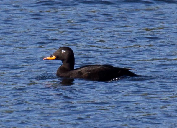 Gåta 12, extrabild.jpg Gåta 12, extrabild.jpg