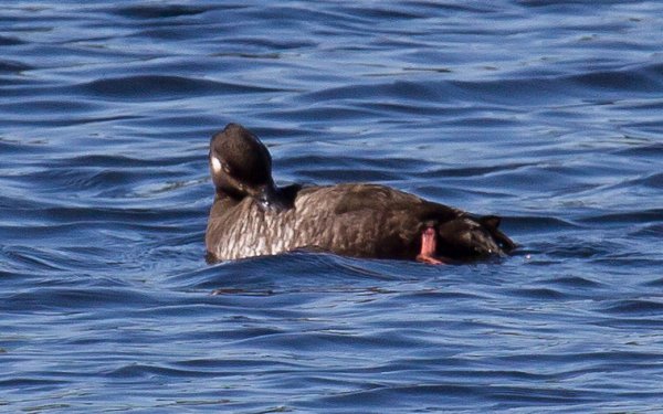 Gåta 15, art o kön, 2p.jpg Gåta 15, art o kön, 2p.jpg