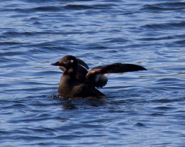 Gåta 15, art o kön, 1p.jpg Gåta 15, art o kön, 1p.jpg