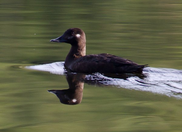 Gåta 15, facit, svärta, hona.jpg Gåta 15, facit, svärta, hona.jpg
