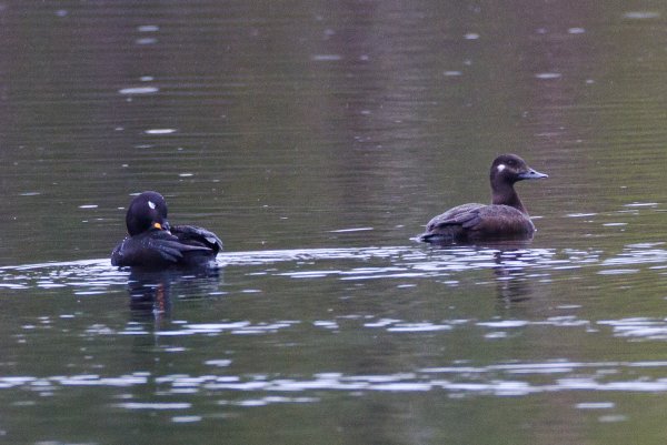 Gåta 15, facit, extrabild.jpg Gåta 15, facit, extrabild.jpg