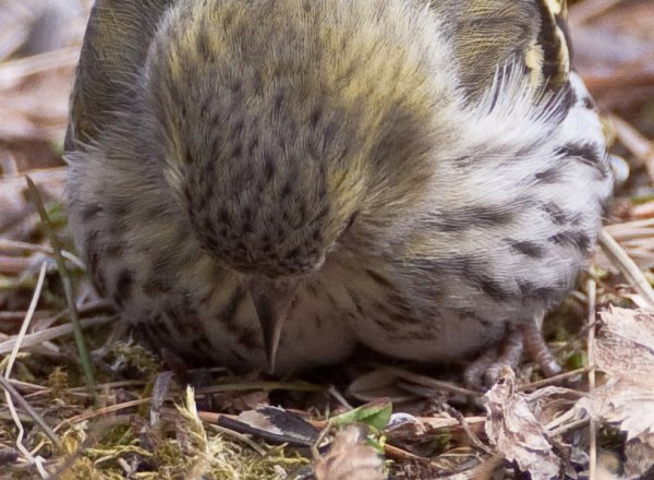 Gåta 17, art och kön, 3p.jpg Gåta 17, art och kön, 3p.jpg