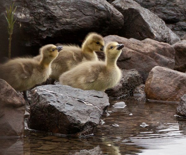 Gåta 18, art, 3p, a.jpg Gåta 18, art, 3p, a.jpg