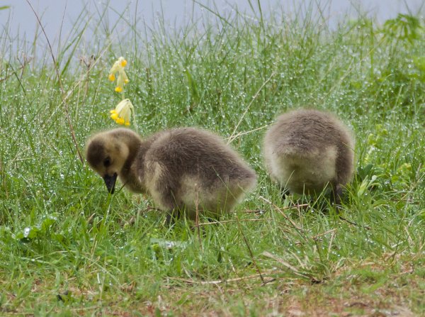 Gåta 18, art, 3p, b.jpg Gåta 18, art, 3p, b.jpg