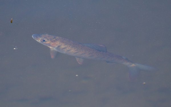 Kopia av Gåta 16, art, 1½p.jpg Kopia av Gåta 16, art, 1½p.jpg