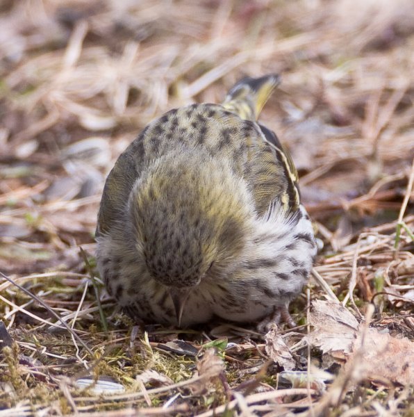 Gåta 17, art och kön, 2p.jpg