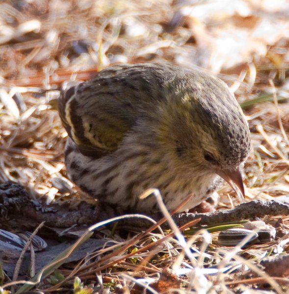 Gåta 17, facit, grönsiska, hona.jpg