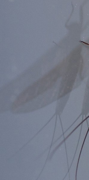 Gåta 19, ordning, 3p.jpg Gåta 19, ordning, 3p.jpg