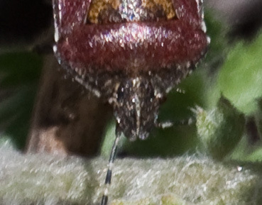 Gåta 20, Art, 3p, ½ för familj.jpg Gåta 20, Art, 3p, ½ för familj.jpg