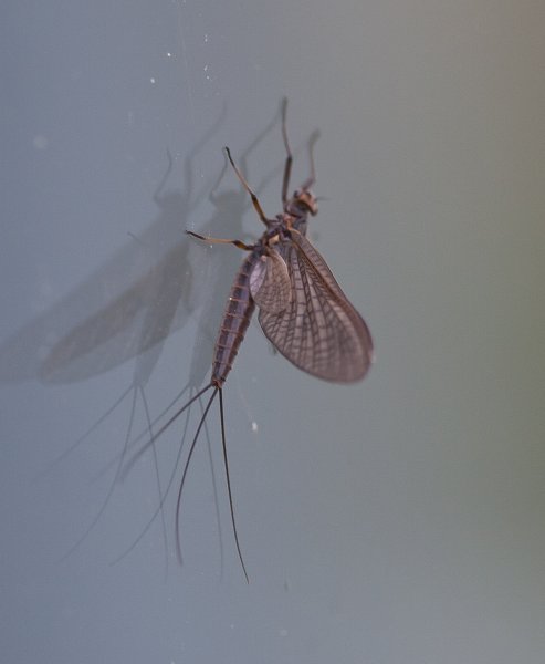 Gåta 19, ordning, 1p.jpg Gåta 19, ordning, 1p.jpg