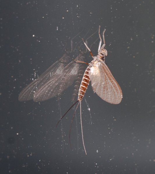 Gåta 19, facit, dagslända, Ephemeroptera.jpg Gåta 19, facit, dagslända, Ephemeroptera.jpg