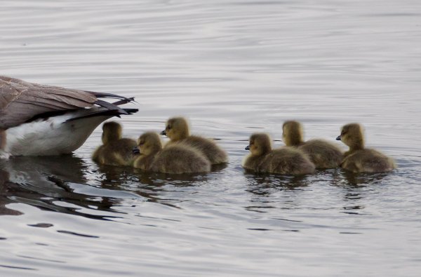 Gåta 18, art, 2p.jpg Gåta 18, art, 2p.jpg