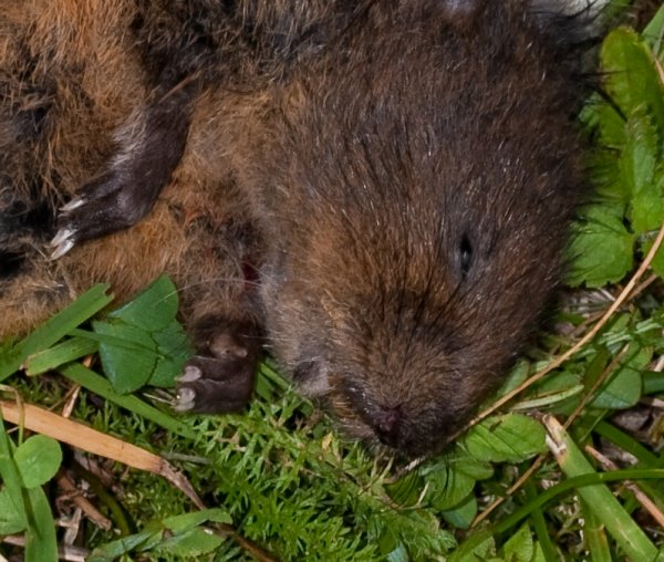 Extragåta 1, art, 3p.jpg Extragåta 1, art, 3p.jpg