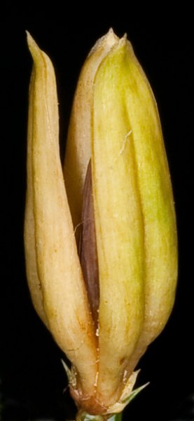 Extragåta 2, art, 3p.jpg Extragåta 2, art, 3p.jpg