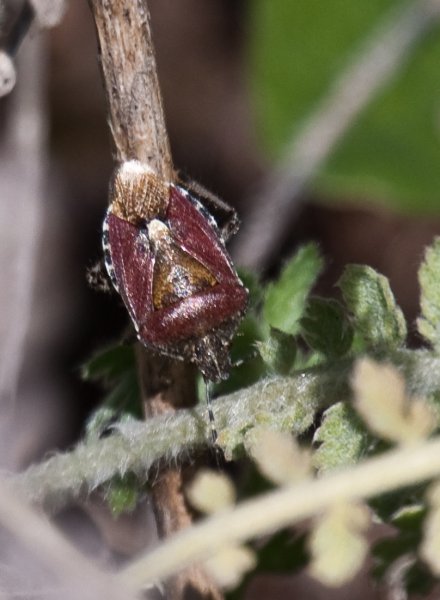 Gåta 20, art 1½p.jpg Gåta 20, art 1½p.jpg