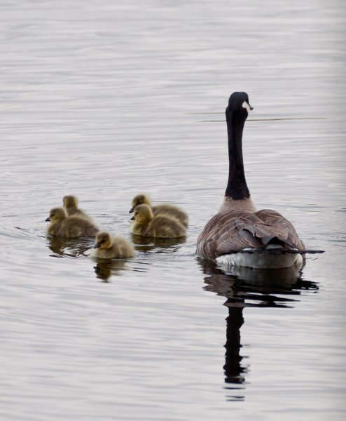 Gåta 18, art, 1p.jpg Gåta 18, art, 1p.jpg