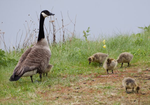 Kopia av Gåta 18, facit, kanadagås.jpg Kopia av Gåta 18, facit, kanadagås.jpg