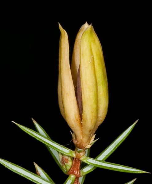 Extragåta 2, art, 2p.jpg Extragåta 2, art, 2p.jpg