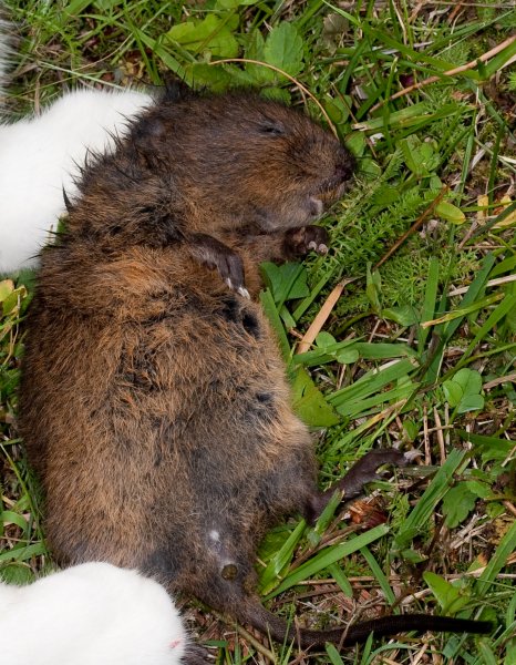 Extragåta 1, art, 1½p.jpg Extragåta 1, art, 1½p.jpg