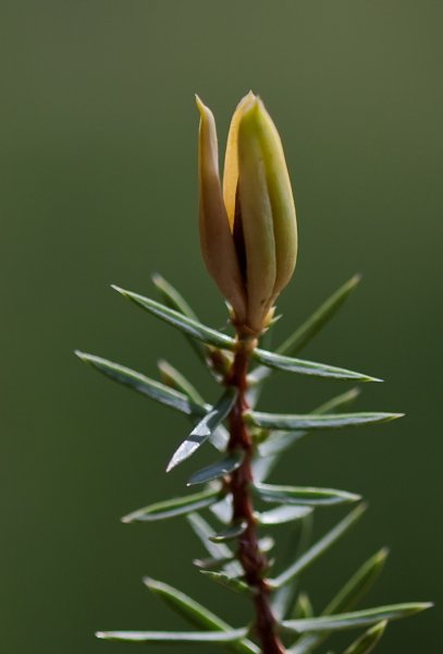 Extragåta 2, art, 1p..jpg Extragåta 2, art, 1p..jpg