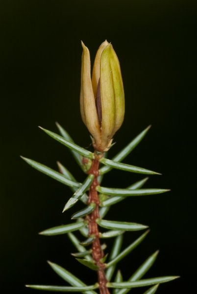 Facit extragåta 2, enbuske med kikbär.jpg Facit extragåta 2, enbuske med kikbär.jpg