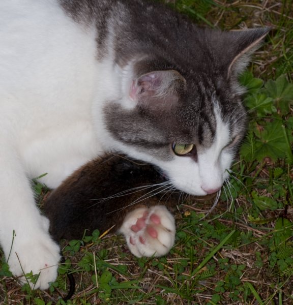 Facit extragåta 1, vattensork.jpg Facit extragåta 1, vattensork.jpg