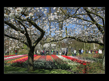 Bilder från Keukenhof 2010-4.jpg