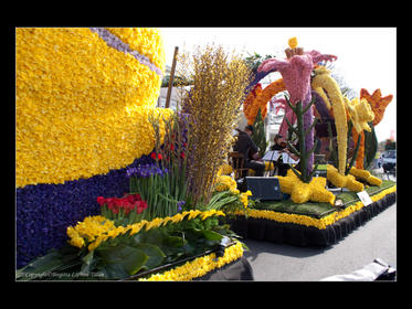 Bilder från Keukenhof 2010-6.jpg