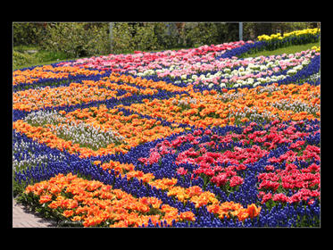 Bilder från Keukenhof 2010-7.jpg