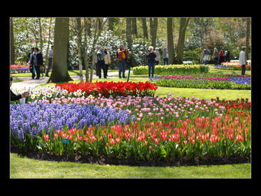 Bilder från Keukenhof 2010-8.jpg