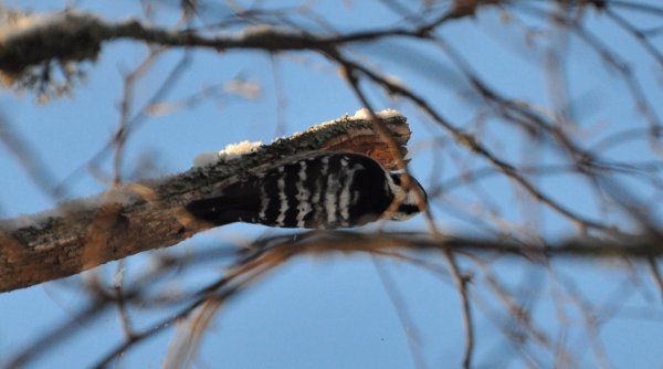 Mindre hackspett.JPG