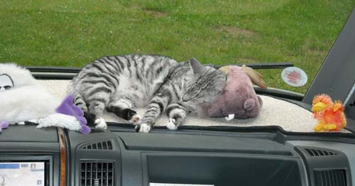 Nizze i framrutan.jpg