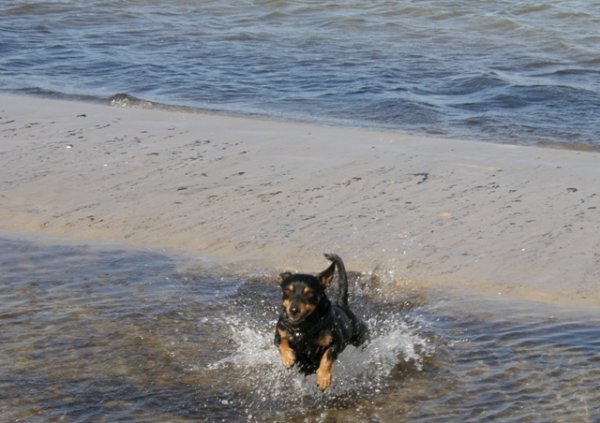 Frasse i full fart i havet.JPG