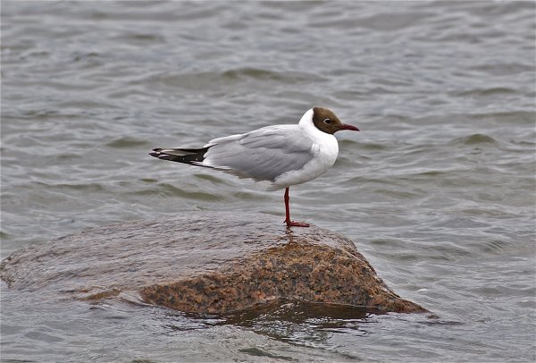 DSC_8340_2.jpg