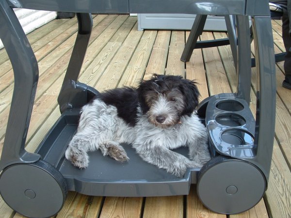 Yimbo på serveringsvagn.JPG Yimbo på serveringsvagn.JPG