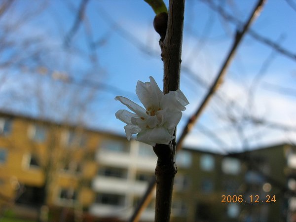 julafton hemma. 002.jpg