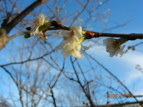 julafton hemma. 001.jpg