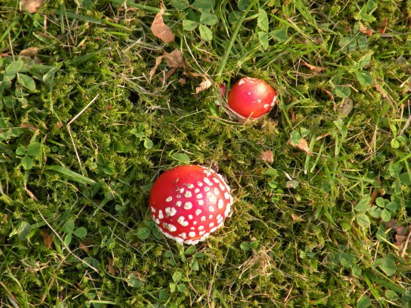 sommar-vinter 2010 061.JPG