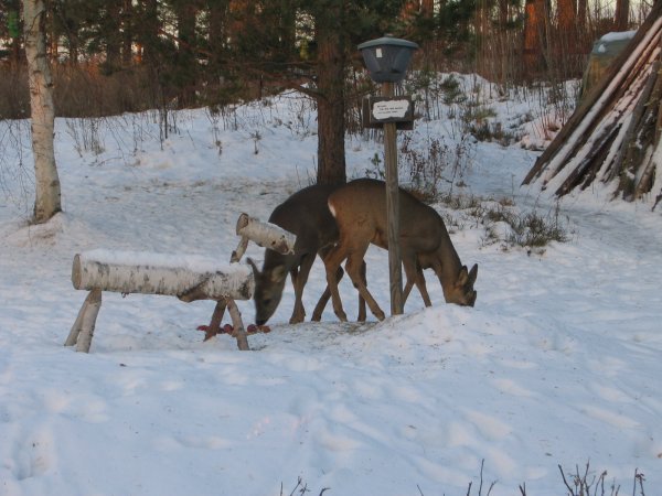 IMG_2689.JPG IMG_2689.JPG