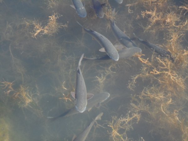 2 jan 2011 söndags promenad 066.JPG