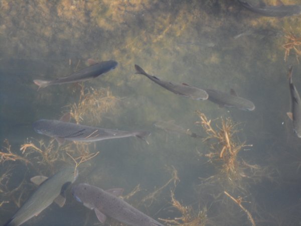 2 jan 2011 söndags promenad 065.JPG