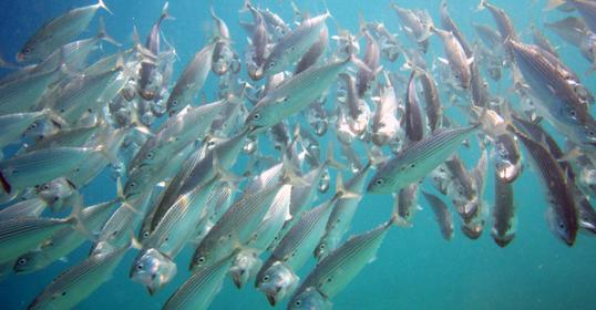 Skärmavbild 2011-01-03 kl. 16.45.22.jpg