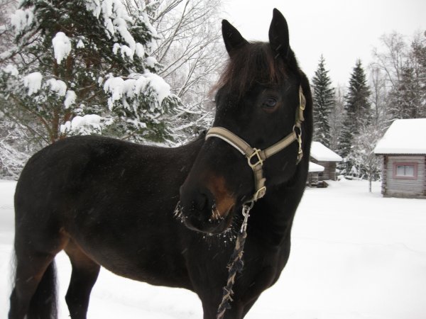 IMG_1699.JPG IMG_1699.JPG