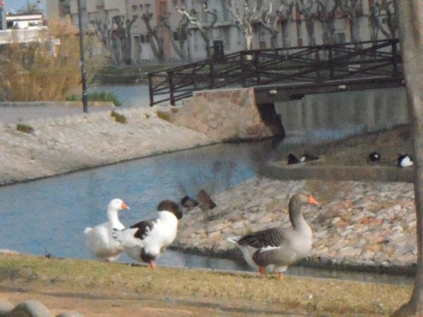 marknaden 17 jan 2011 rb 011.JPG