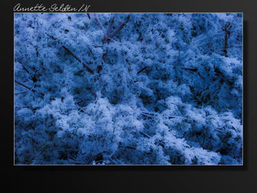 Fjärås Bräcka-4.jpg