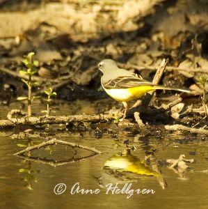 Forsärla.jpg Forsärla.jpg