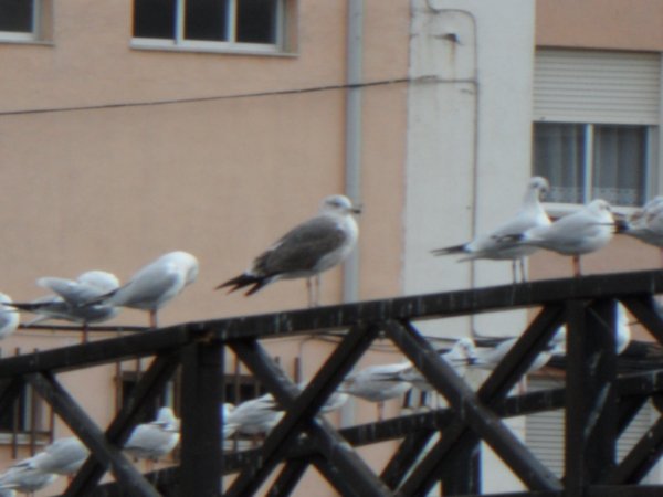 Benicarlo jordärtsk mm 2011 01 30 028.JPG