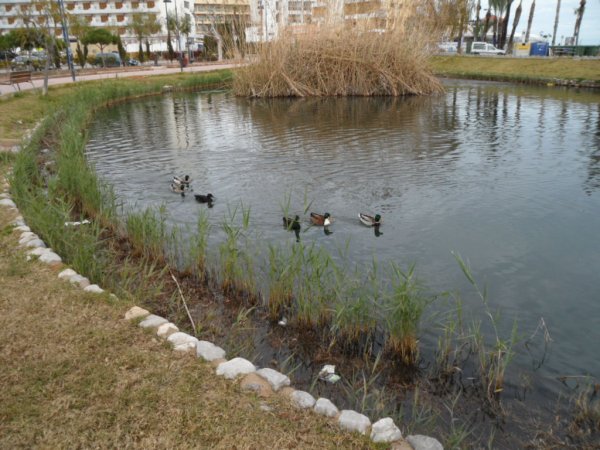 Benicarlo jordärtsk mm 2011 01 30 029.JPG