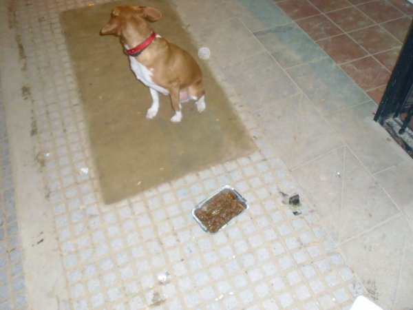 comida perro.JPG